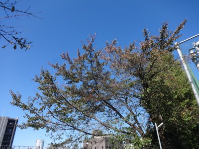 DSC04147