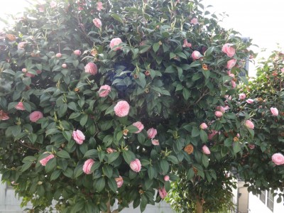 DSC05127