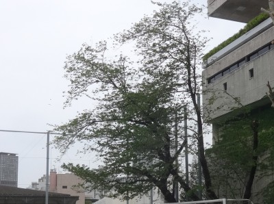 DSC05206