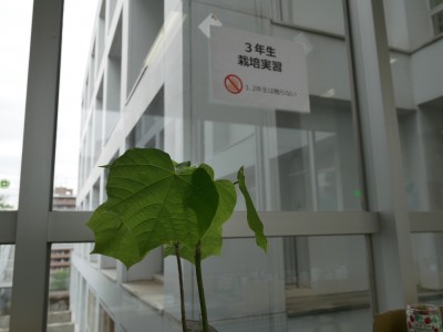 P1150526