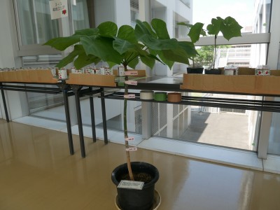 P1150652