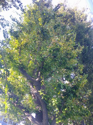 DSCF0210
