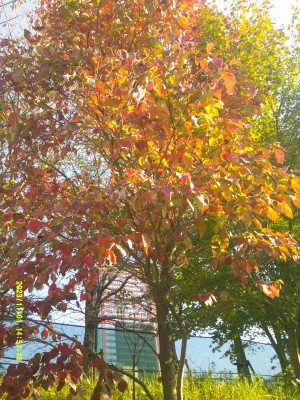 DSCF0212