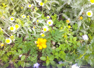 DSCF0030