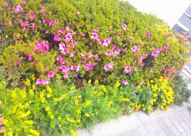 DSCF0036