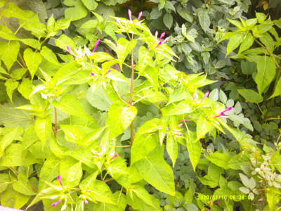 DSCF0117