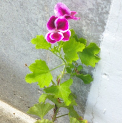 DSCF0218