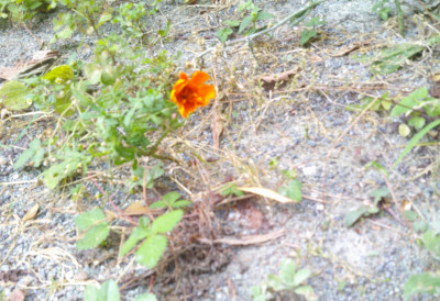 DSCF0261