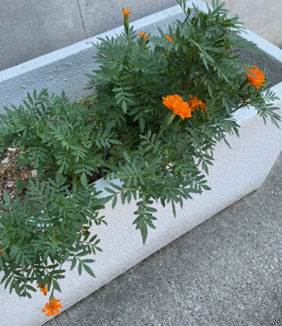 thumbnail_image1 (1)