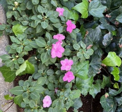 thumbnail_image1