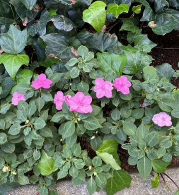 thumbnail_image1