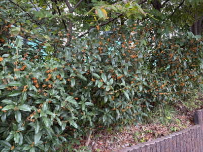 thumbnail_image4 (2)