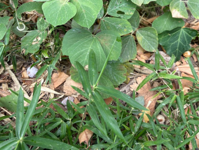 thumbnail_image0 (4)