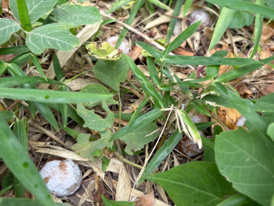 thumbnail_image1 (4)