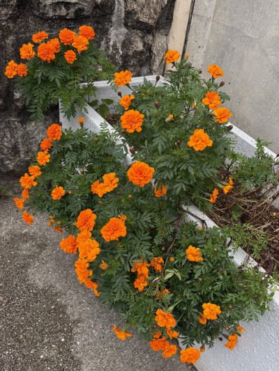 thumbnail_image1 (5)