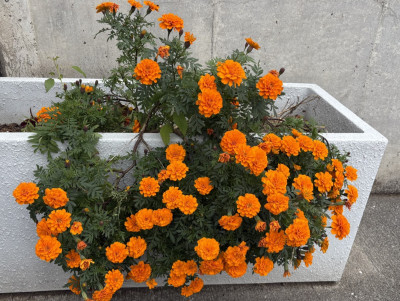 thumbnail_image0 (1)