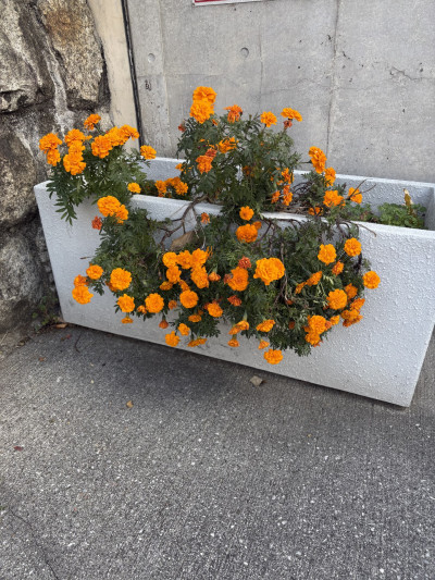 thumbnail_image0 (5)