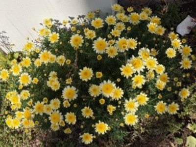 8ee0a998-3a01-4ff5-96a8-d21ec22a9dfc